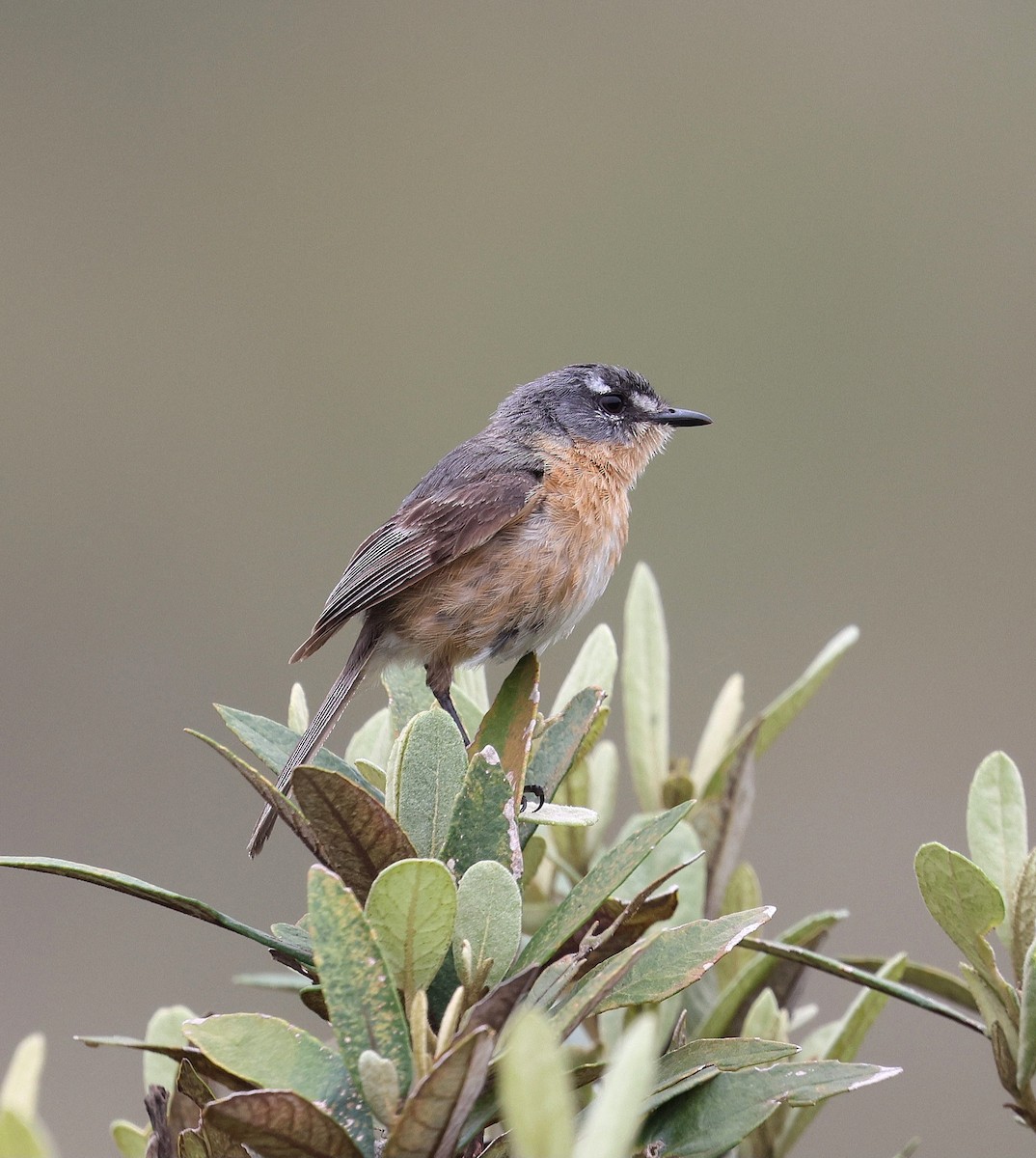 Gray-backed Tachuri - ML645802135