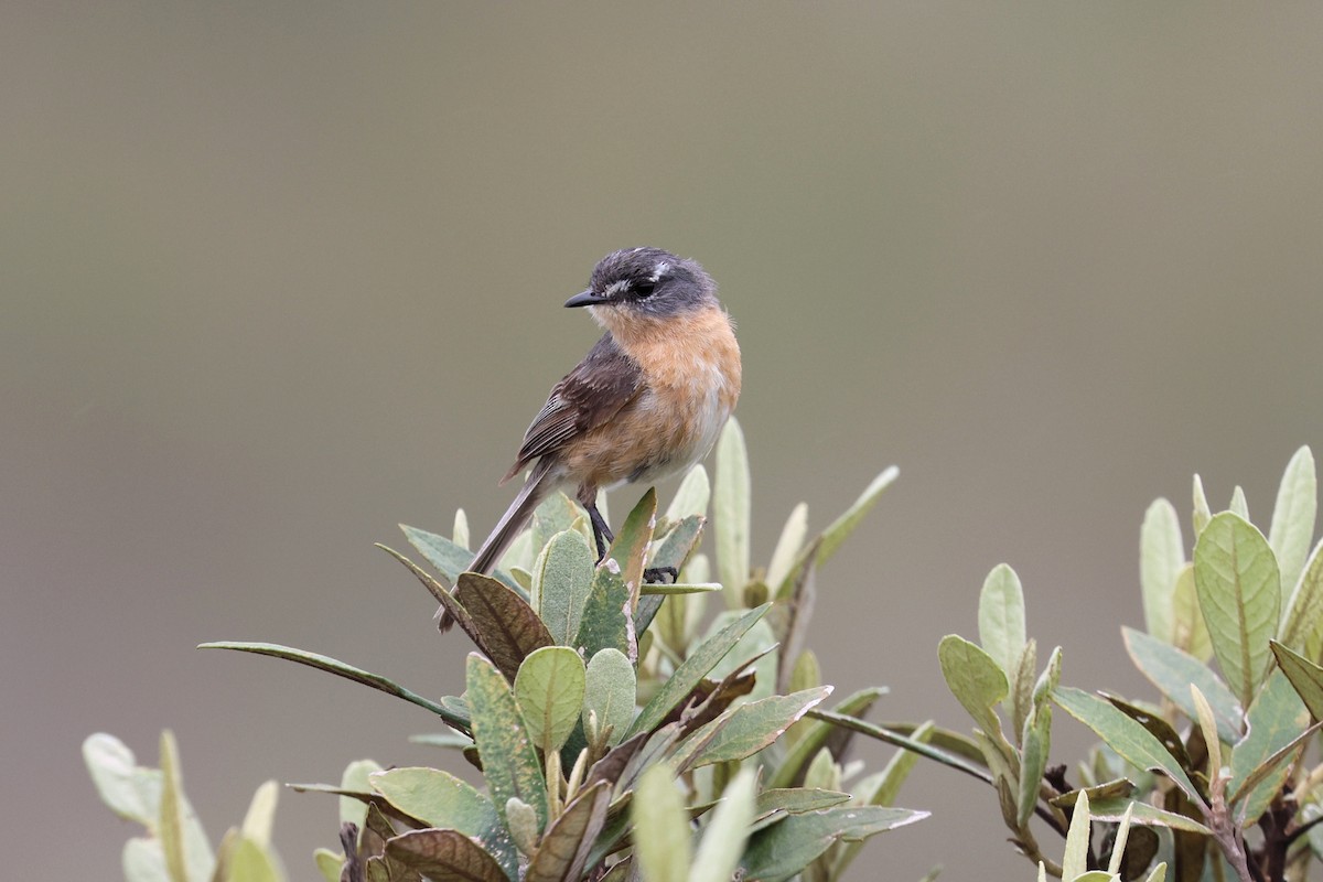 Gray-backed Tachuri - ML645802136