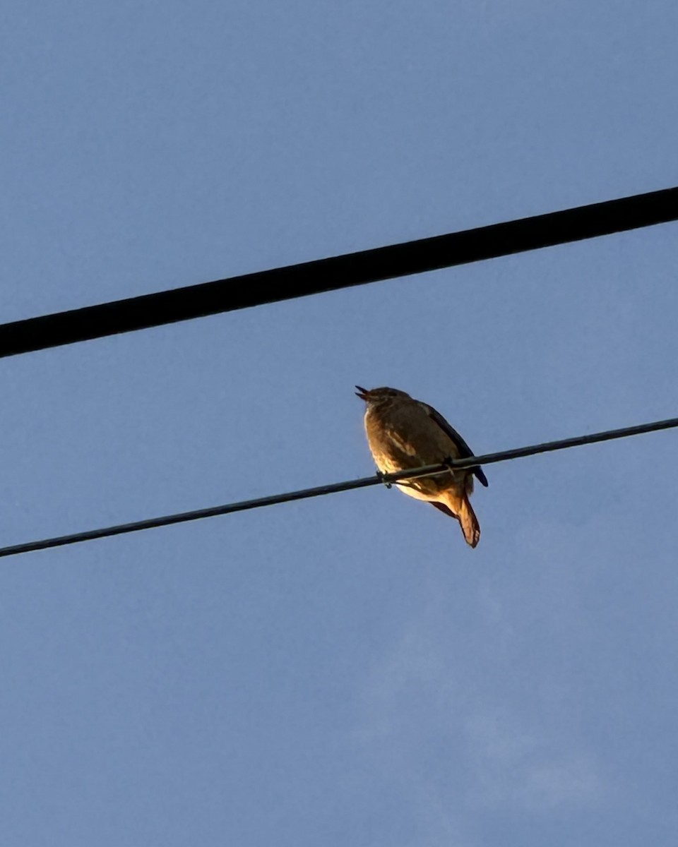 חכלילית סיבירית - ML645802139