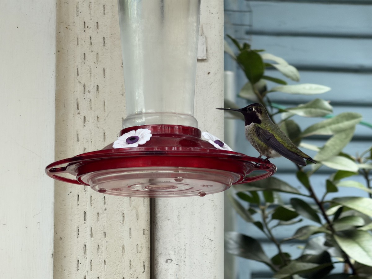 Anna's Hummingbird - ML645802146