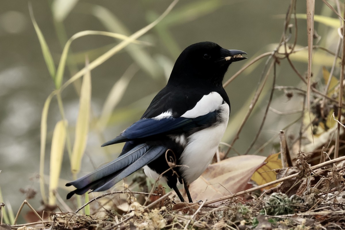 Orientelster - ML645802148