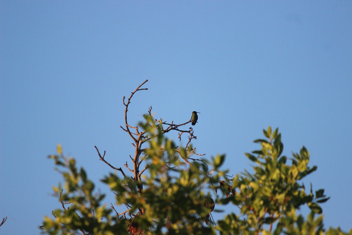 Green Mango - ML645802160