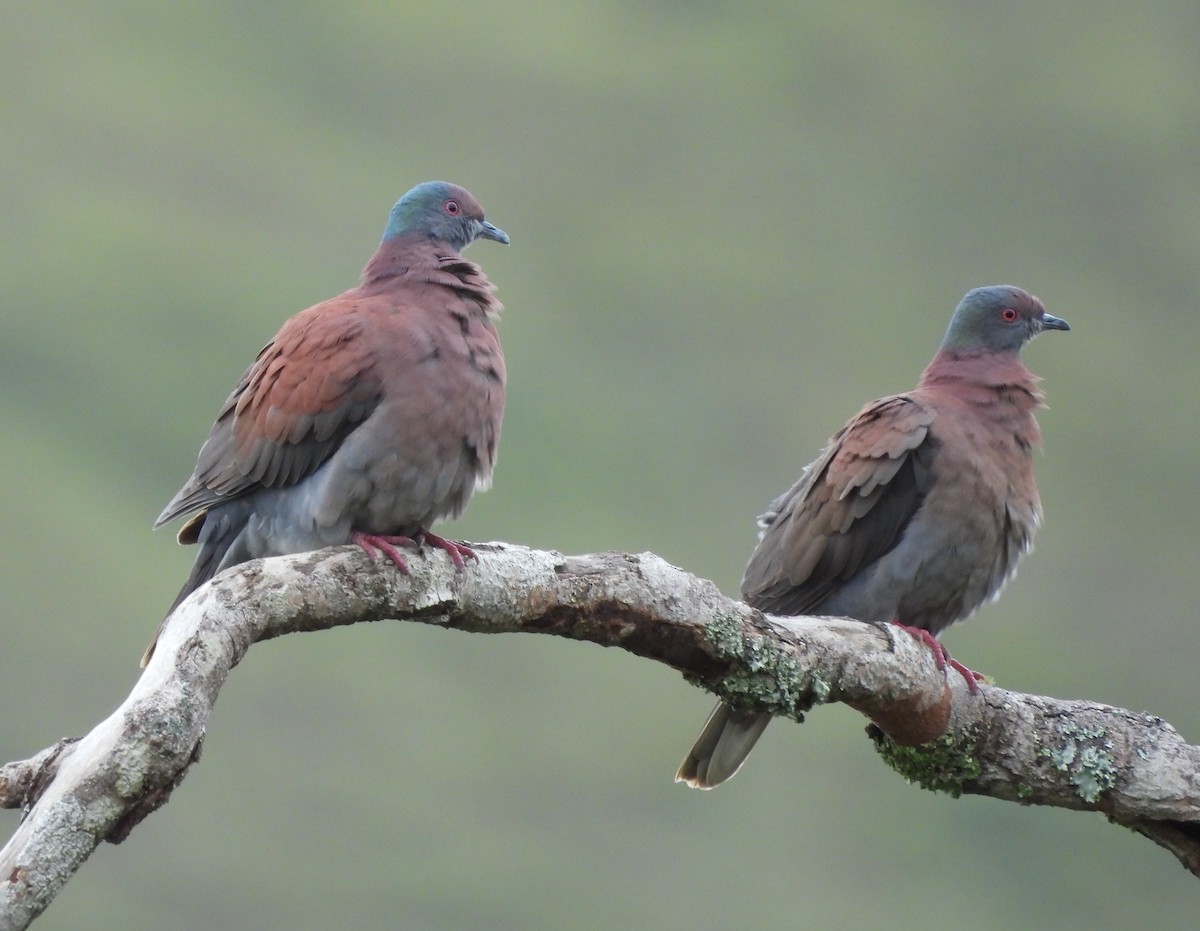 Pale-vented Pigeon - ML645802172
