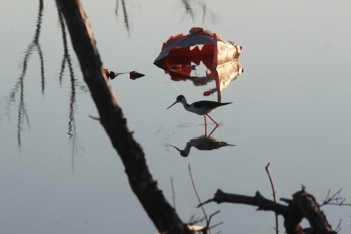 Black-necked Stilt - ML645802186