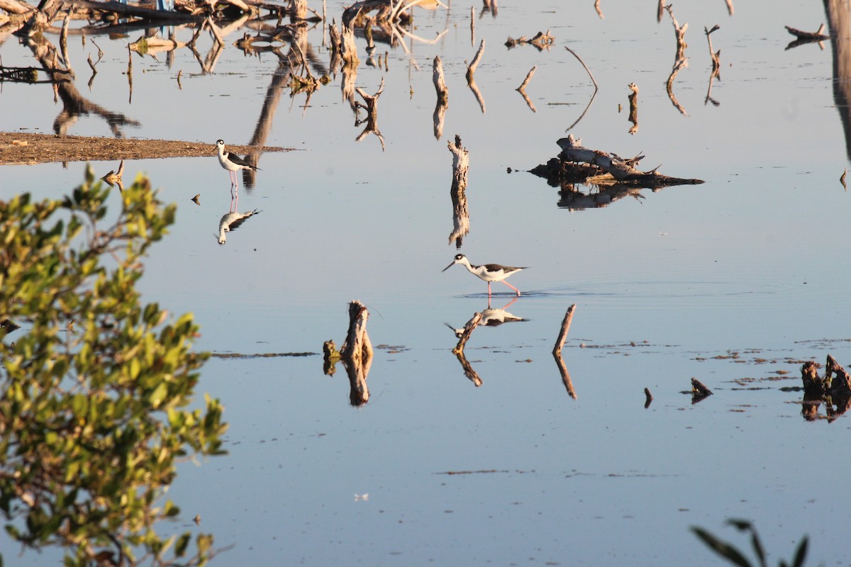 Black-necked Stilt - ML645802187