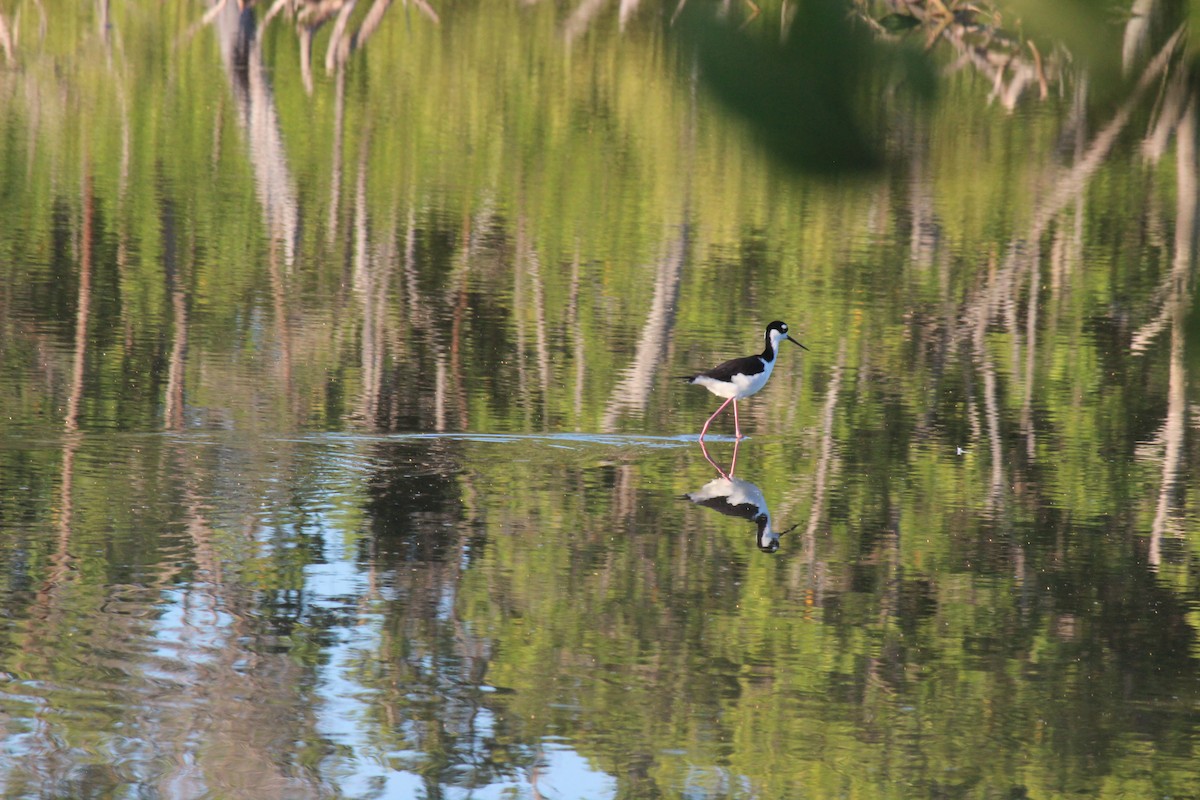 Black-necked Stilt - ML645802188