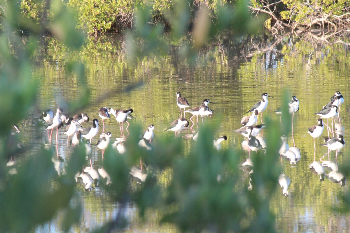 Black-necked Stilt - ML645802189