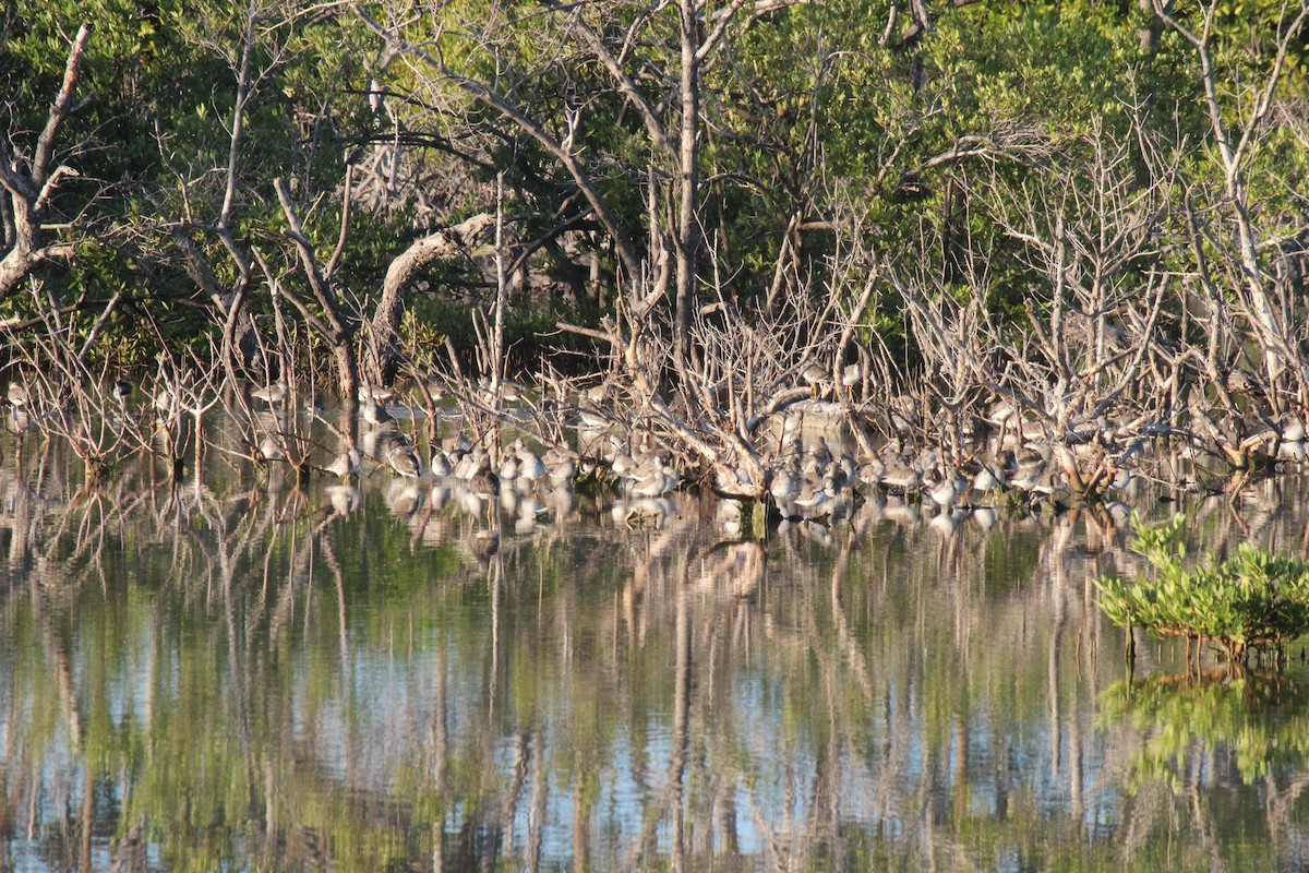 Solitary Sandpiper - ML645802196