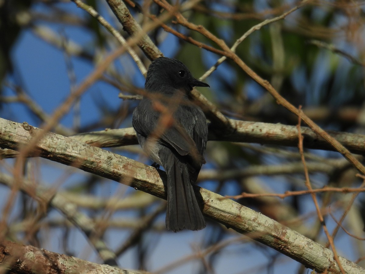 Leaden Flycatcher - ML645802198