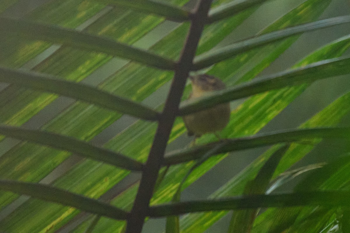 Three-striped Warbler - ML645802200