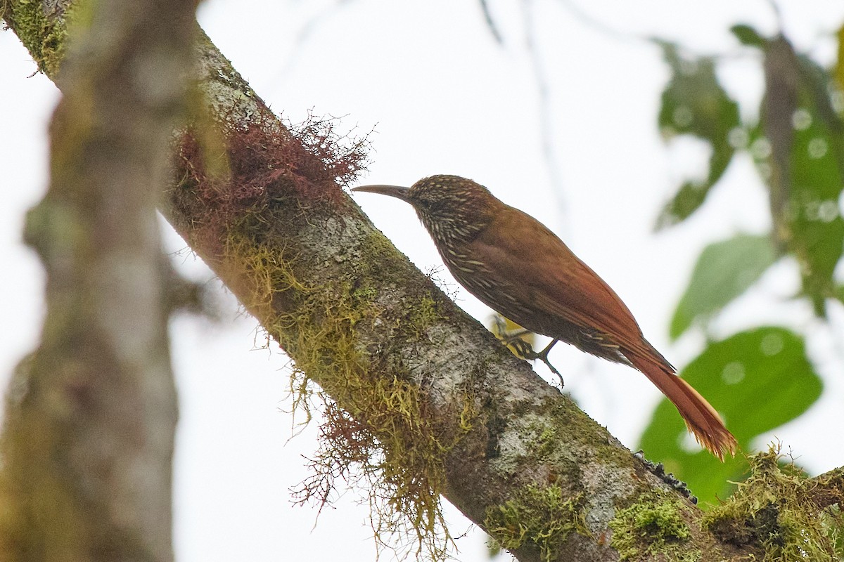 tåretreløper - ML645802207