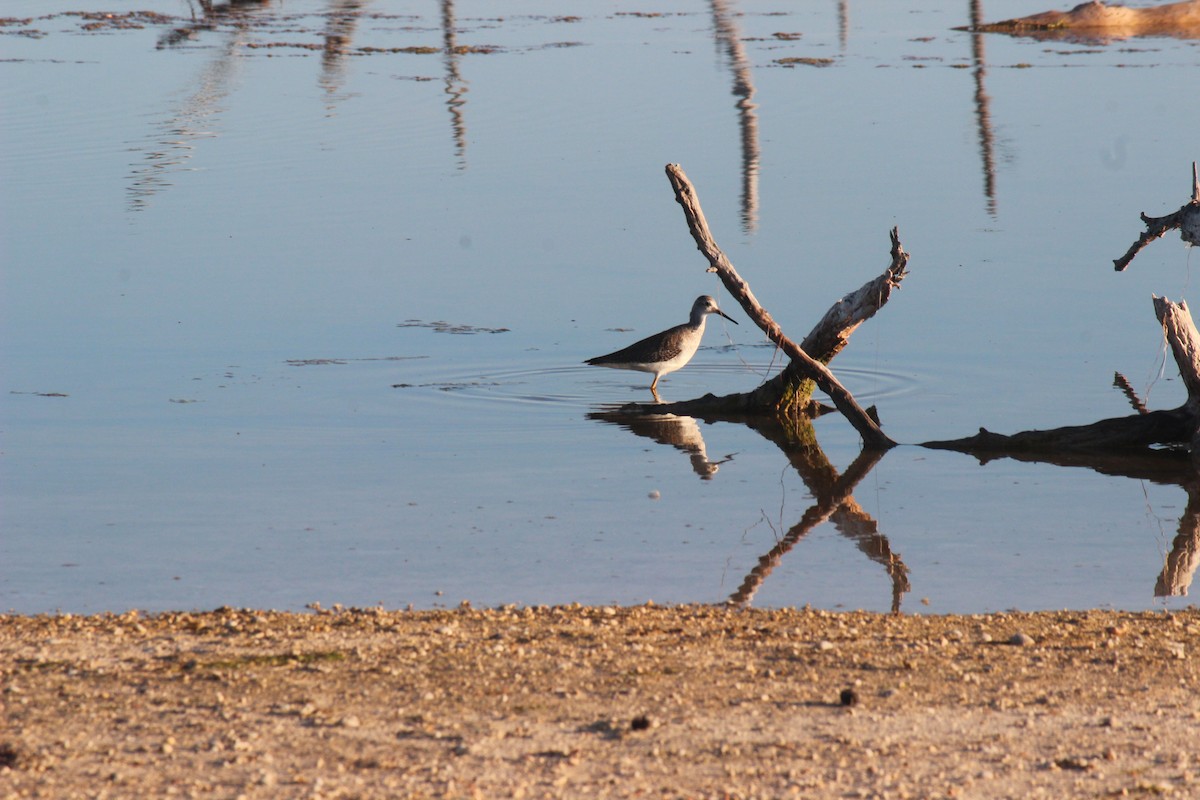 Lesser Yellowlegs - ML645802208