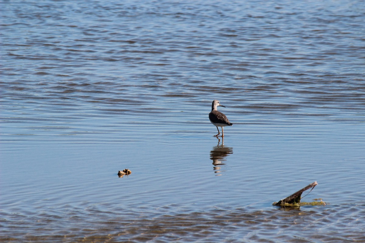 Lesser Yellowlegs - ML645802209