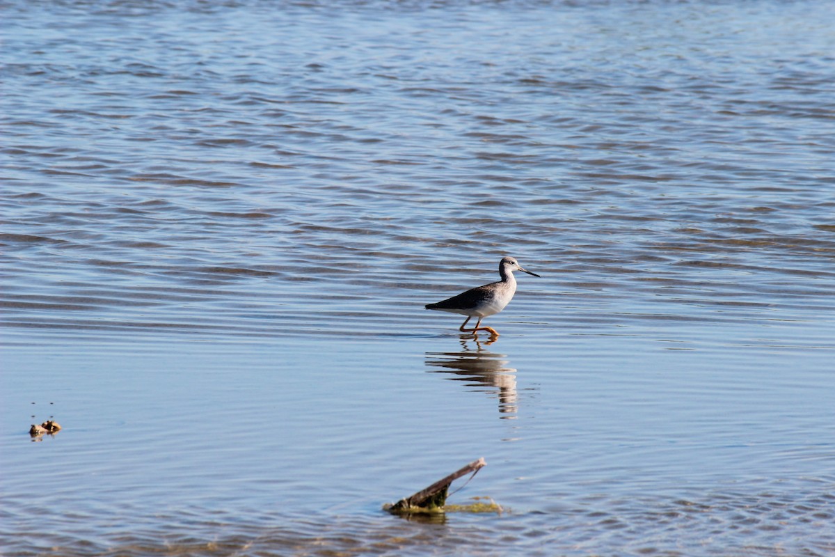 Lesser Yellowlegs - ML645802210