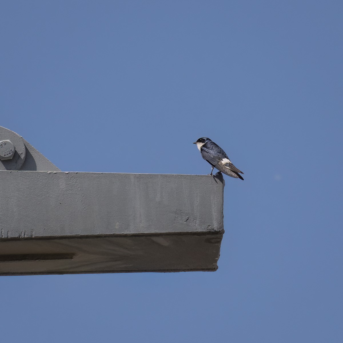 Chilean Swallow - ML645802211