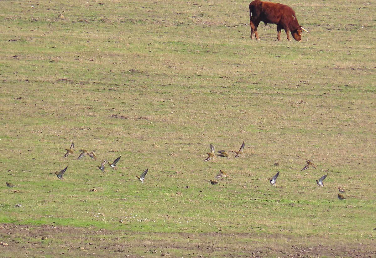 Сивка звичайна - ML645802212