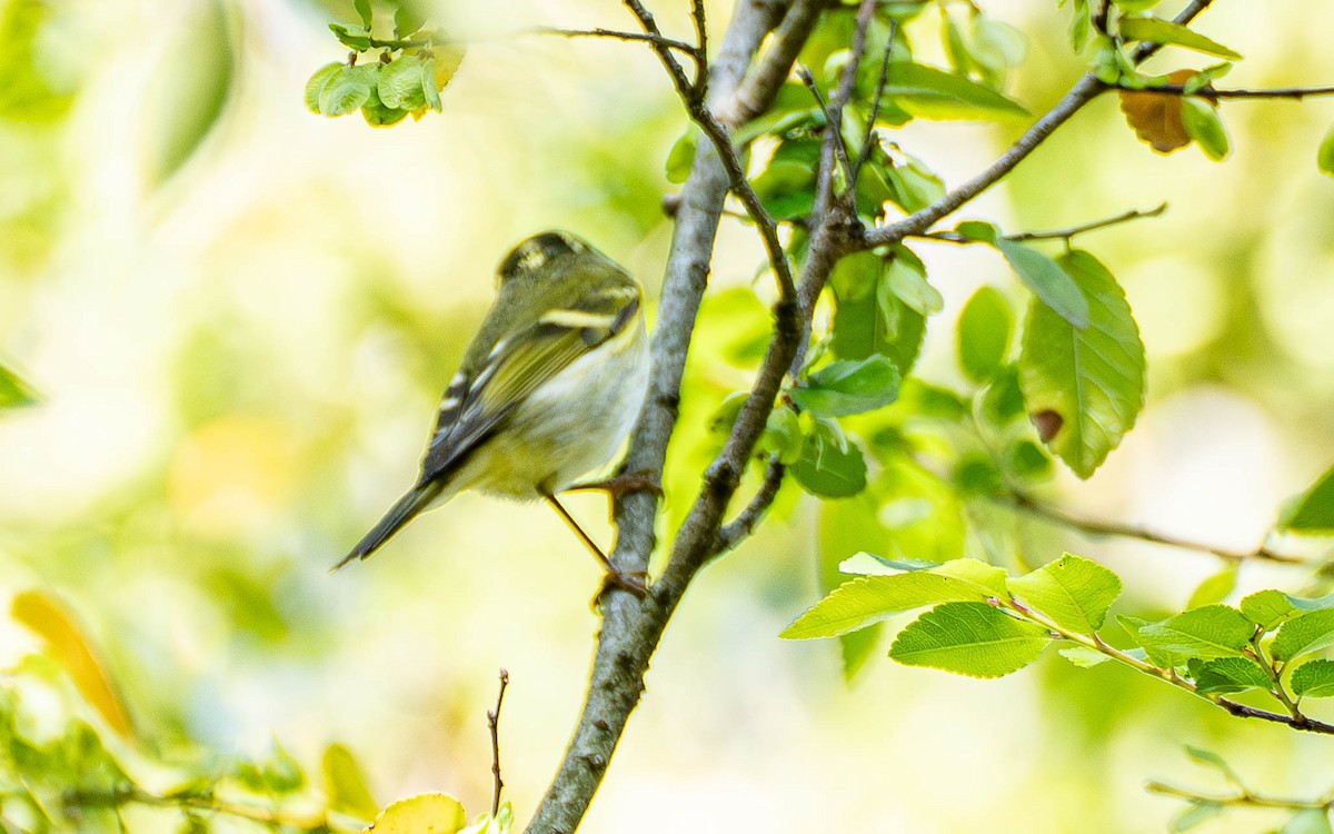 Pallas's Leaf Warbler - ML645802213