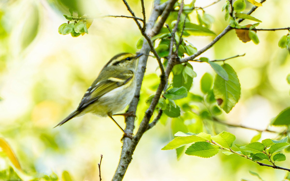 Pallas's Leaf Warbler - ML645802214