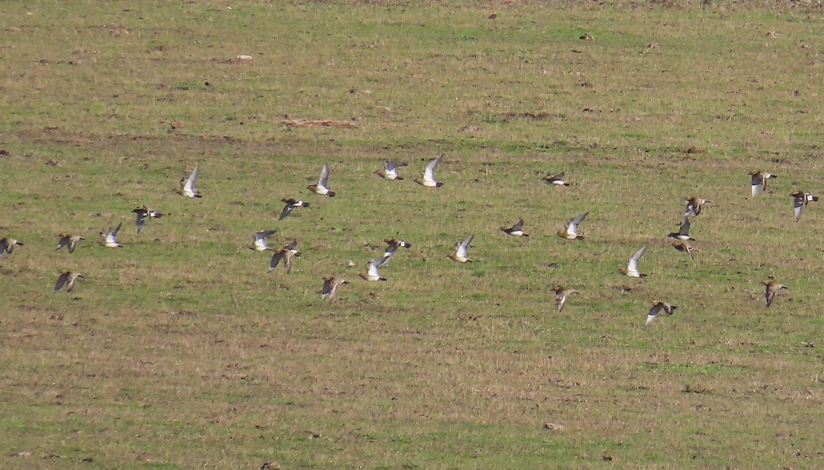 Сивка звичайна - ML645802224