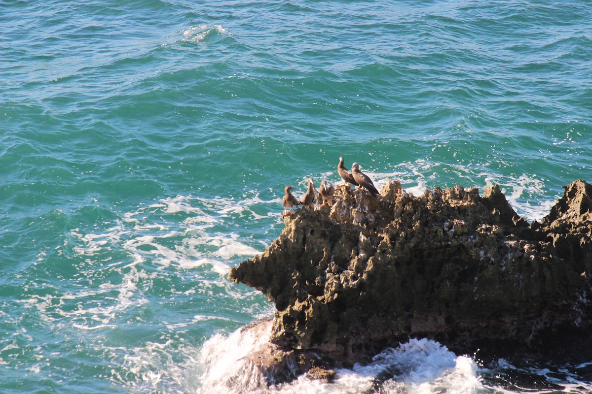 Brown Booby - ML645802226