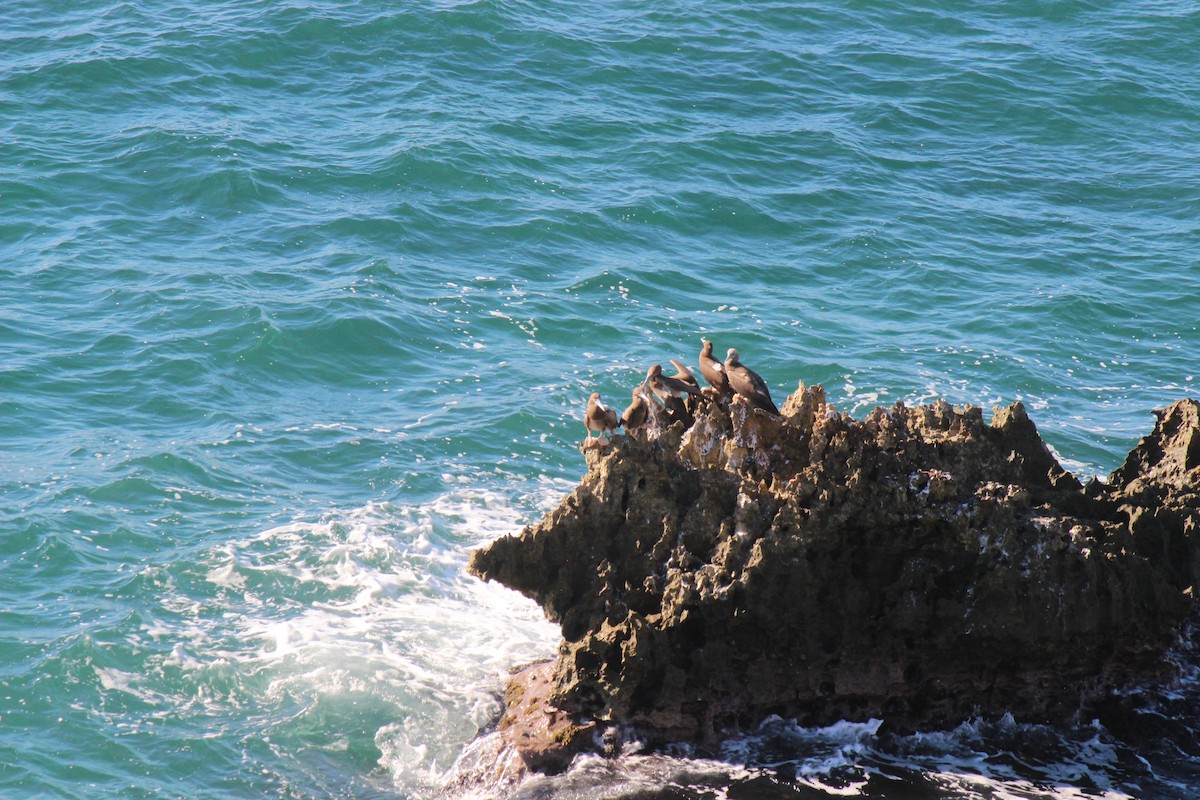 Brown Booby - ML645802227