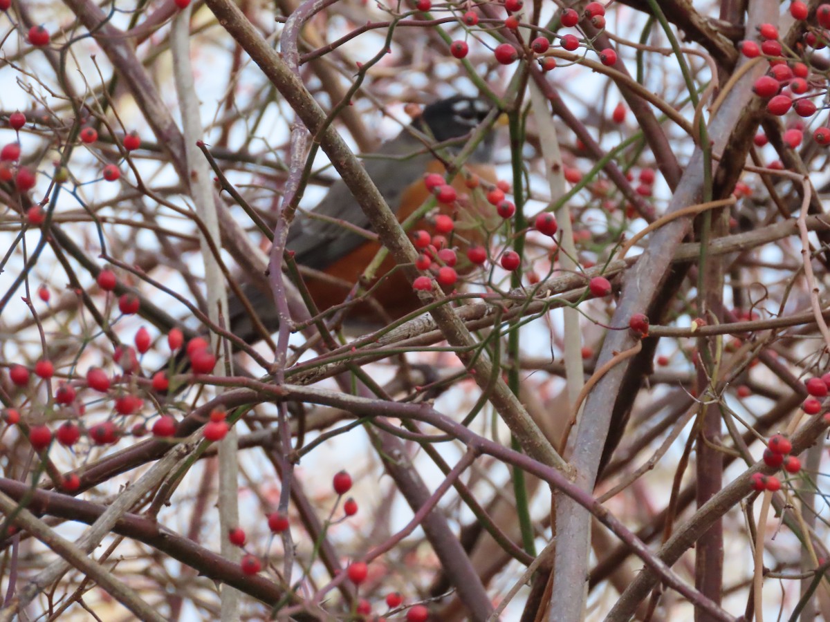 American Robin - ML645802240