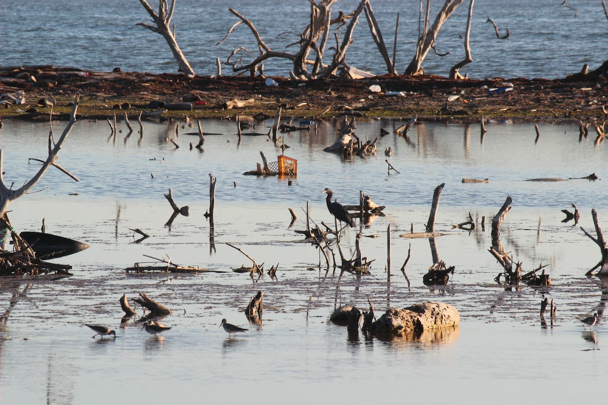 Little Blue Heron - ML645802241