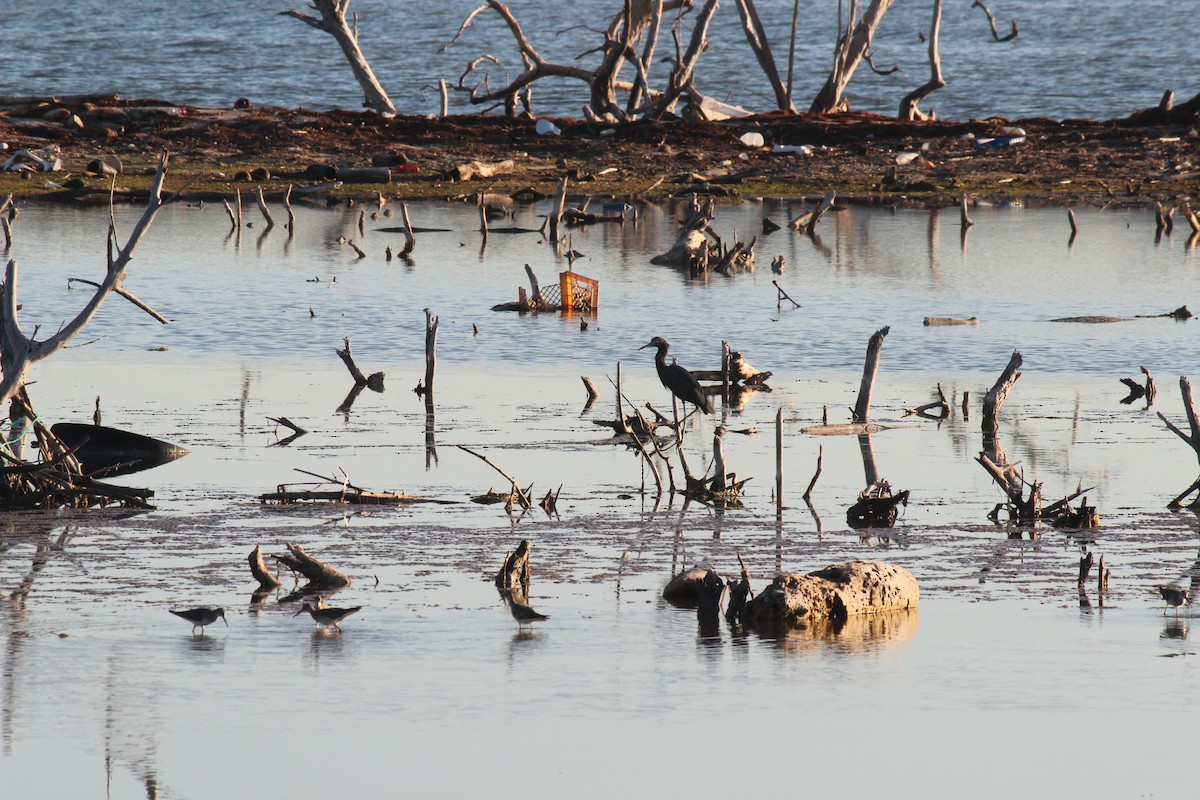 Little Blue Heron - ML645802242