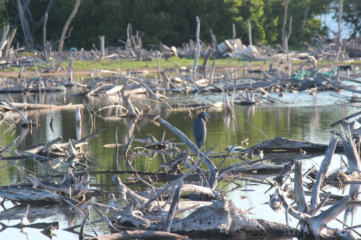 Little Blue Heron - ML645802243