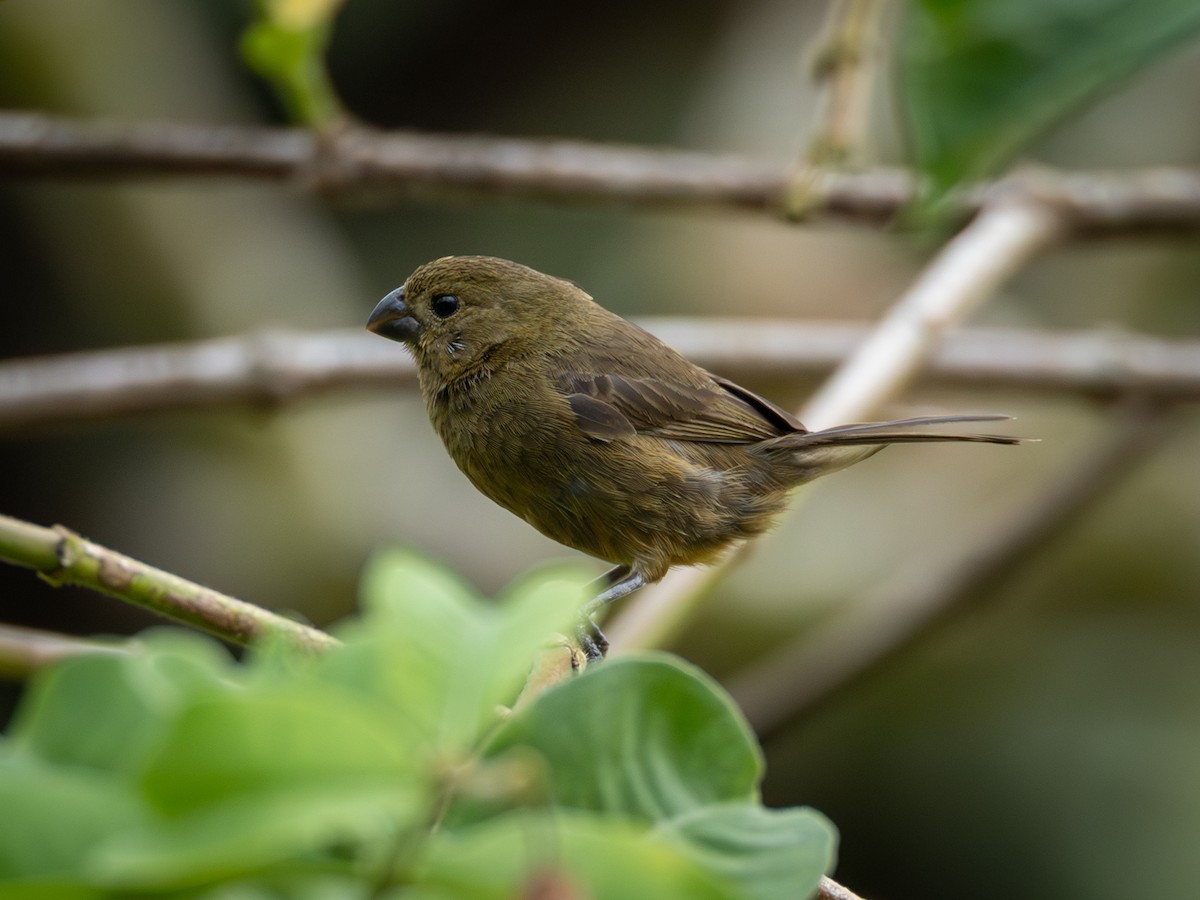 Variable Seedeater - ML645802245