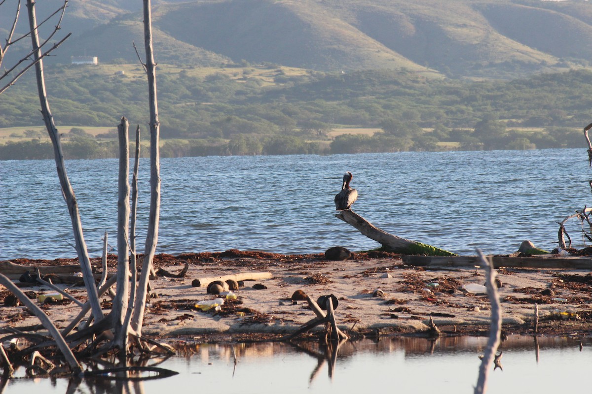Brown Pelican - ML645802256