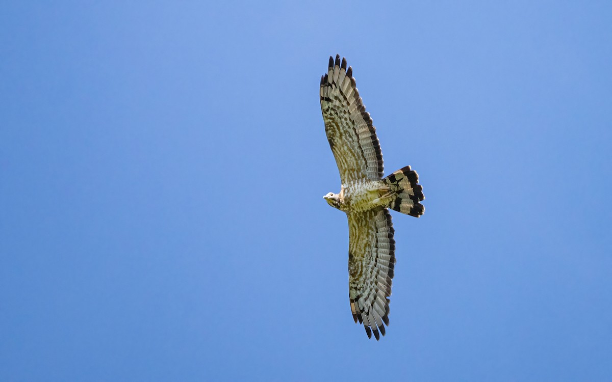 Oriental Honey-buzzard - ML645802260