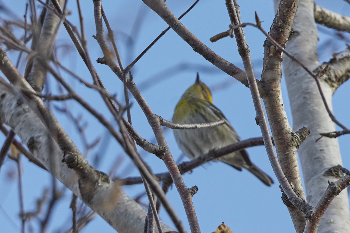 Townsend's Warbler - ML645802266