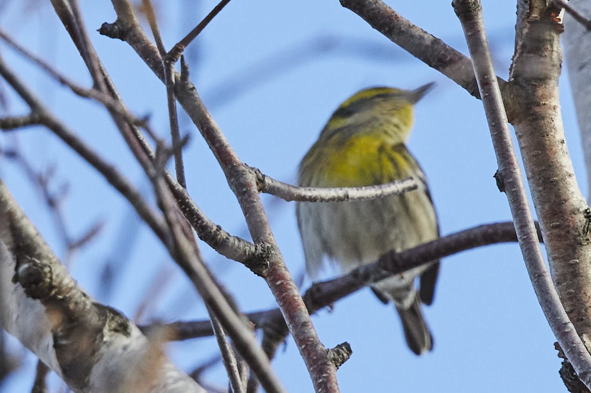 Townsend's Warbler - ML645802267