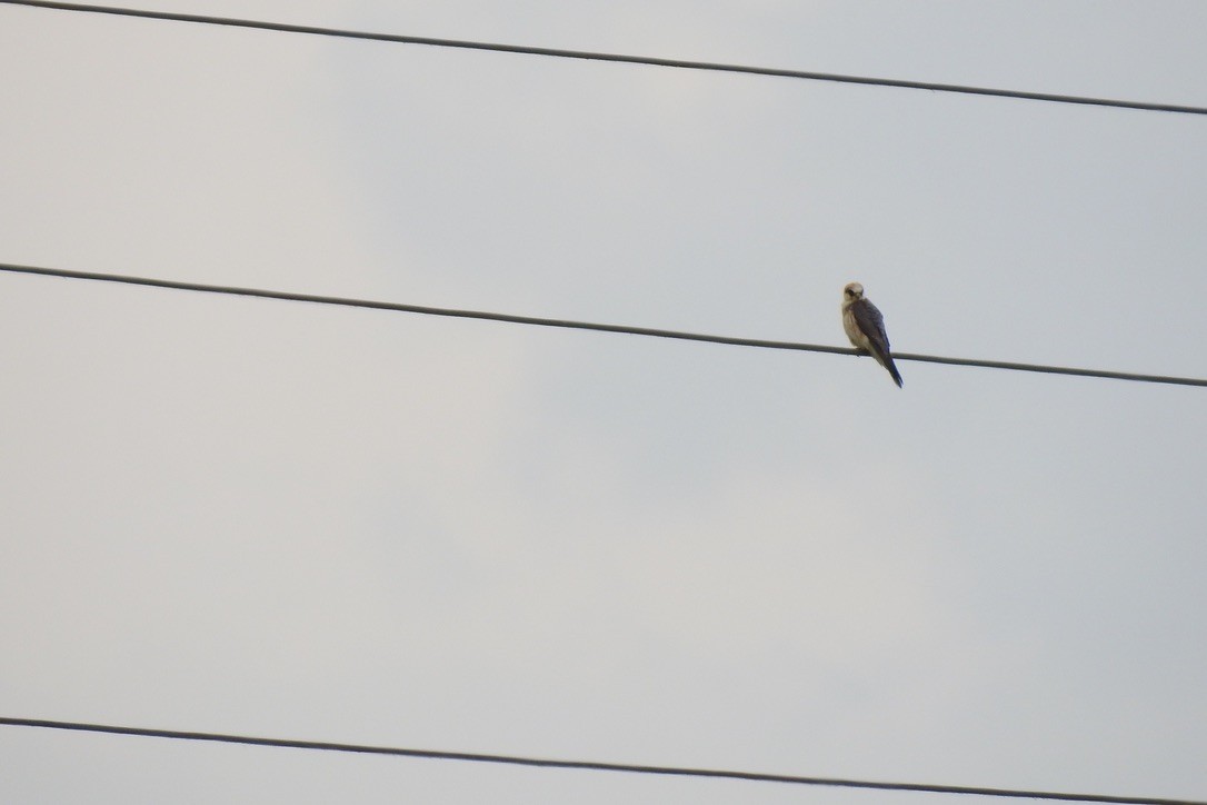 Belatz hankagorria - ML645802270