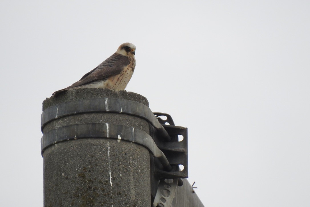 Belatz hankagorria - ML645802277