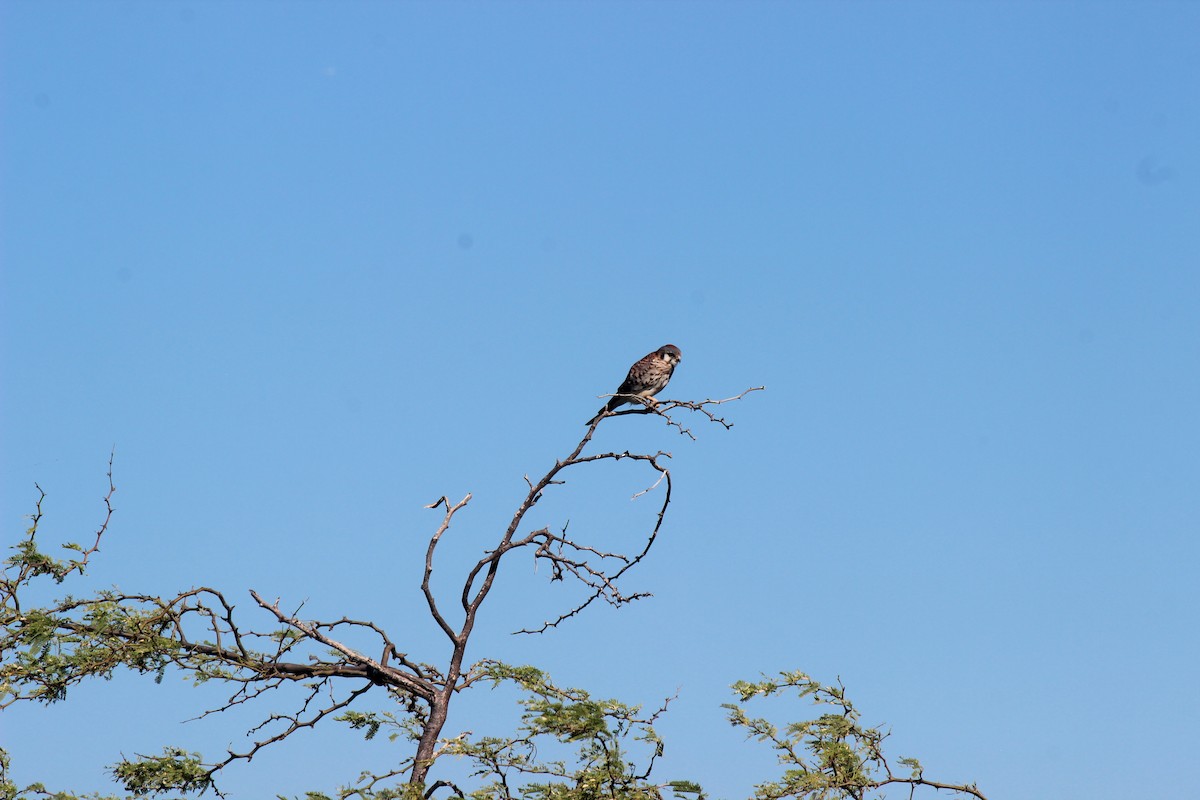 American Kestrel (Eastern Caribbean) - ML645802283