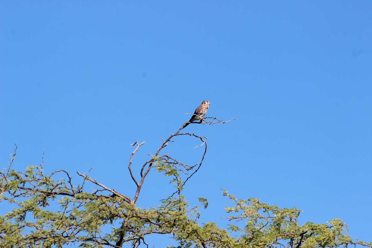 American Kestrel (Eastern Caribbean) - ML645802284