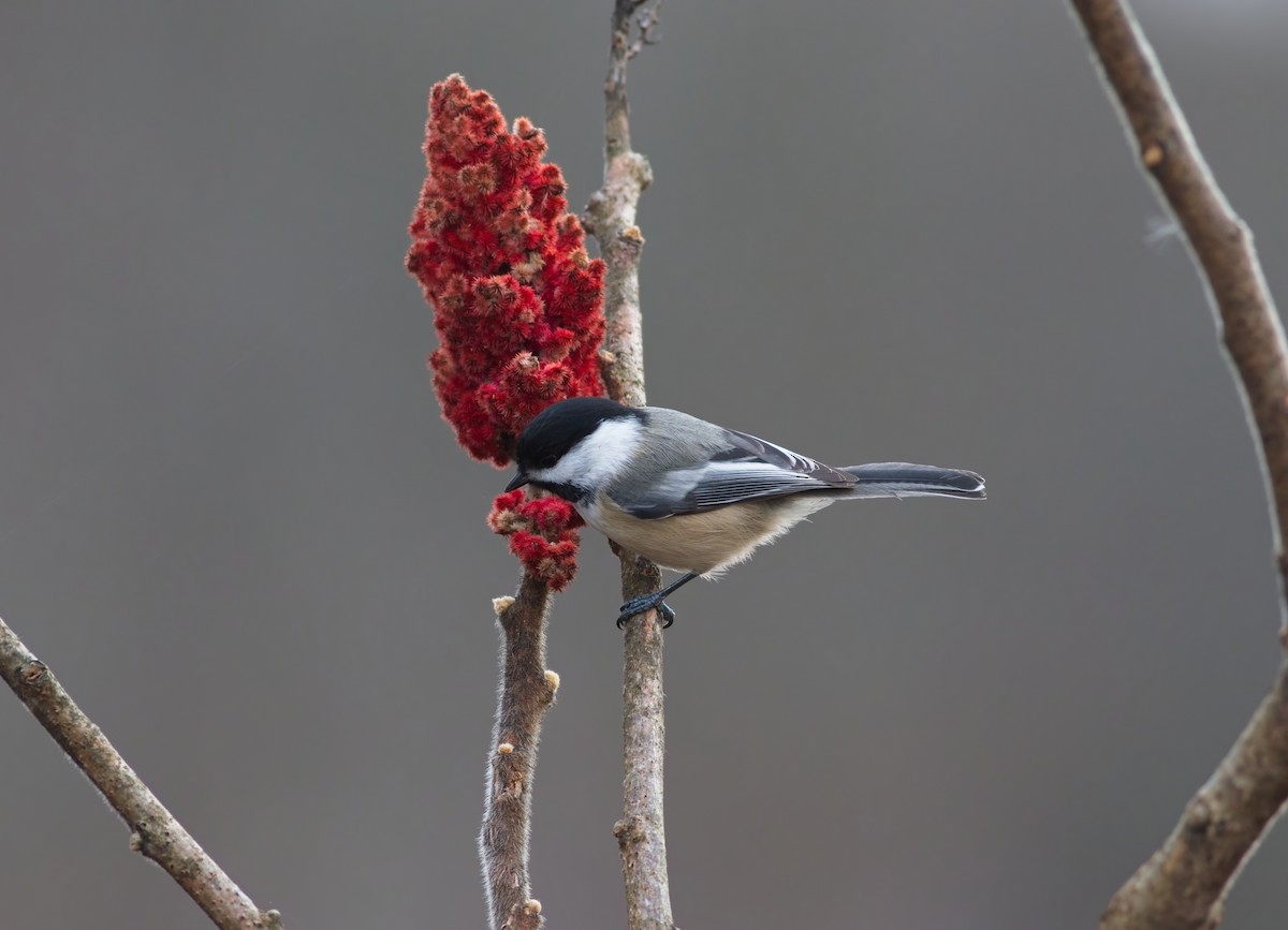 Black-capped Chickadee - ML645802286