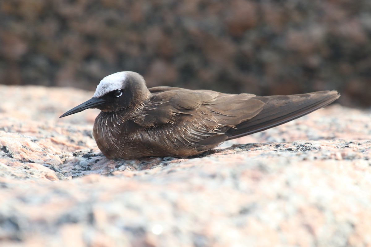 Чёрная кланяющаяся крачка - ML645802289