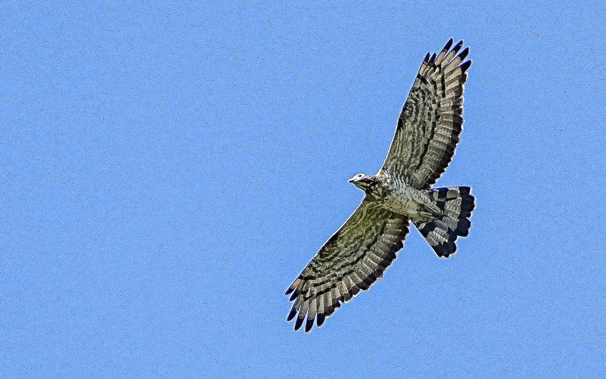 Oriental Honey-buzzard - ML645802291