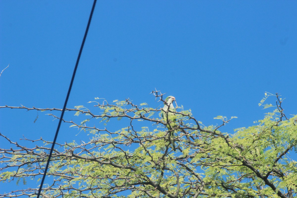 Monk Parakeet - ML645802295