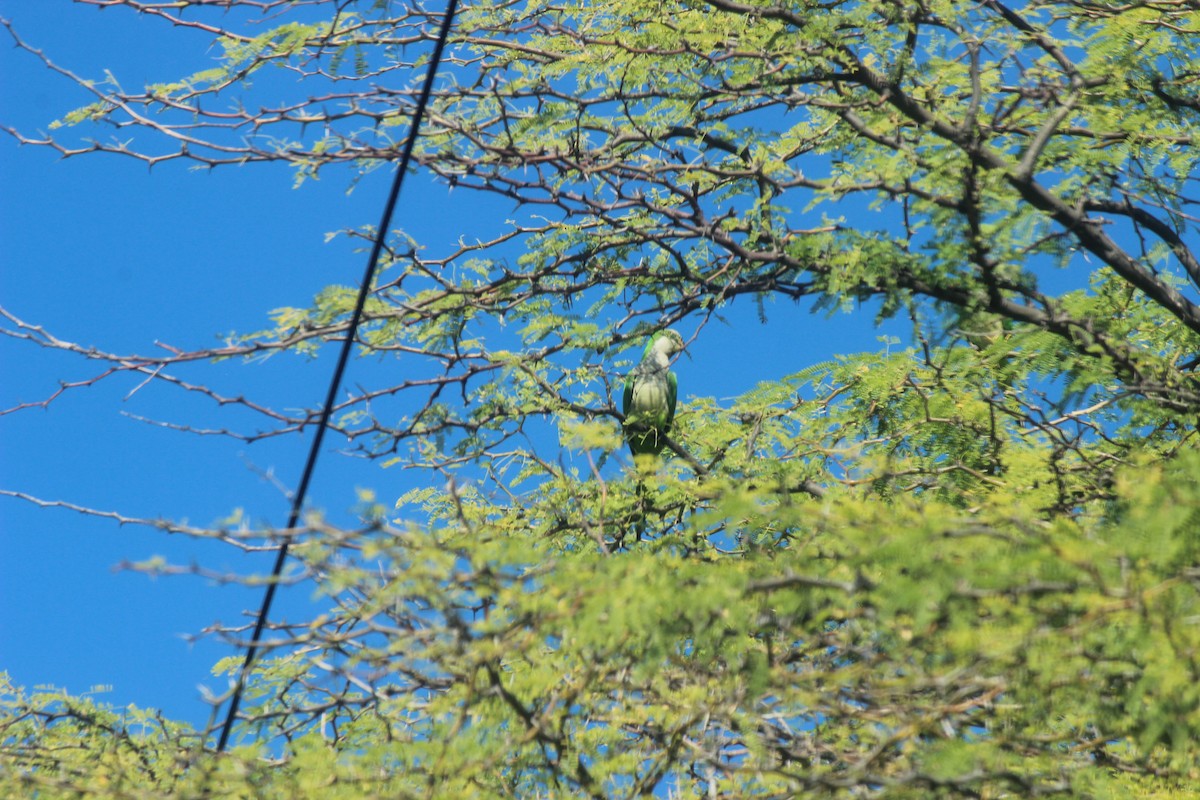 Monk Parakeet - ML645802296