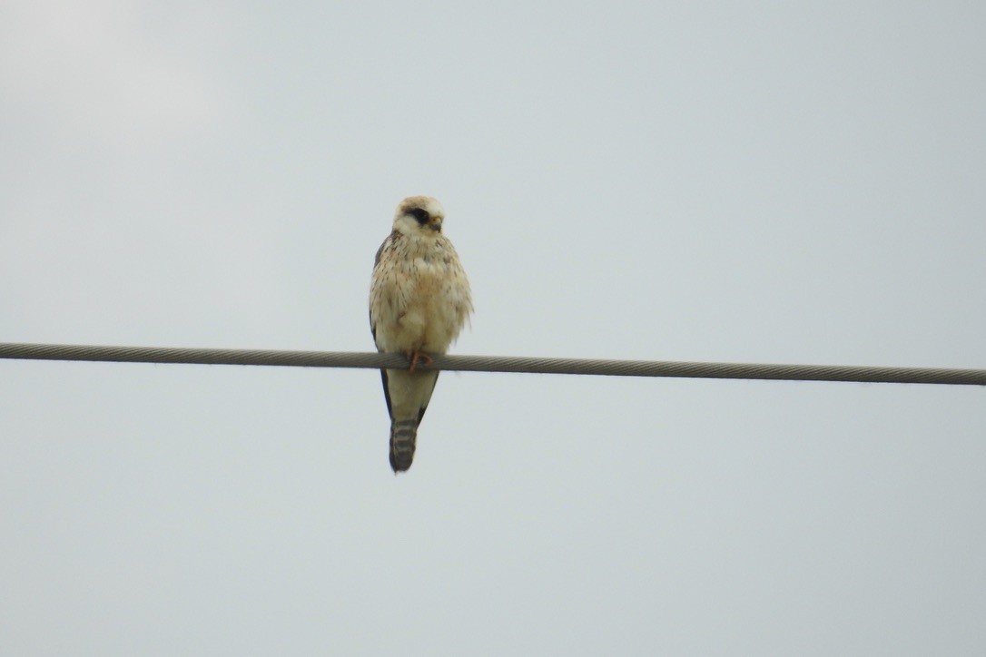 Belatz hankagorria - ML645802300