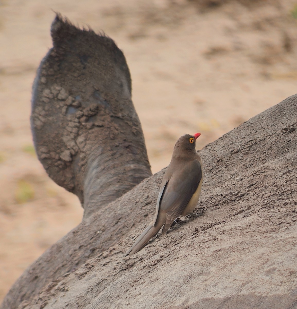 rødnebboksehakker - ML645802302