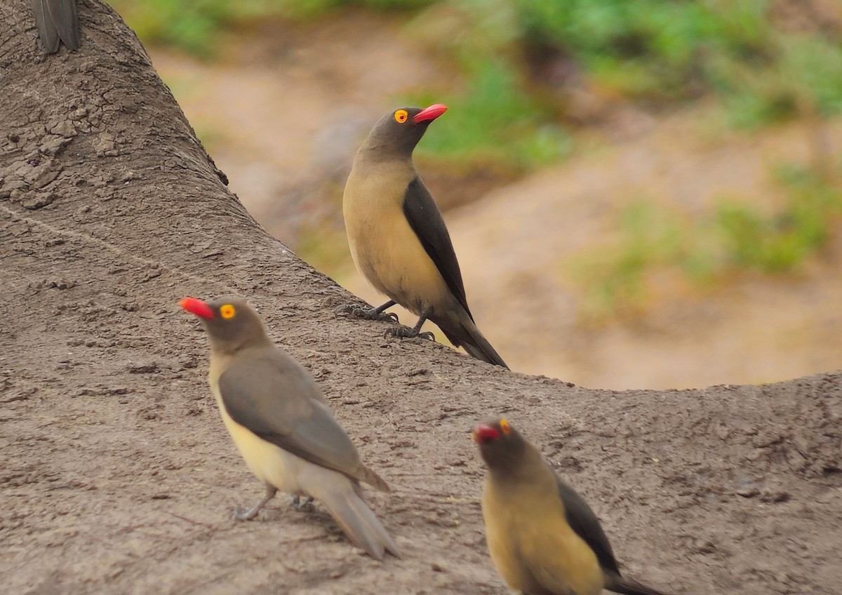 rødnebboksehakker - ML645802304