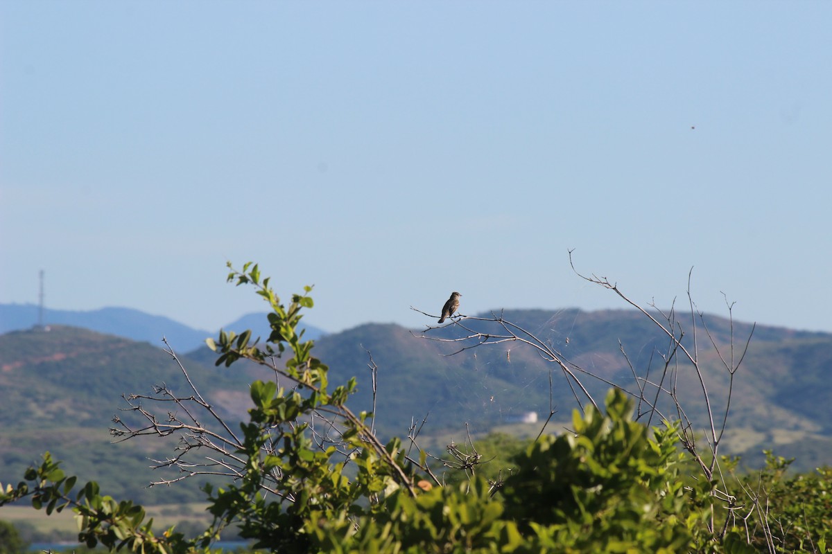 Élénie siffleuse - ML645802311