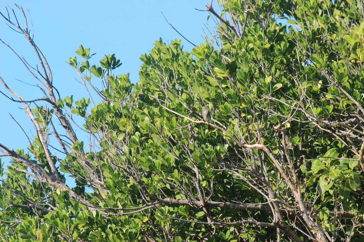 Élénie siffleuse - ML645802312