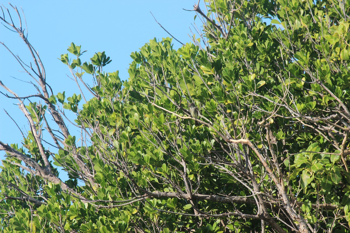 Élénie siffleuse - ML645802313