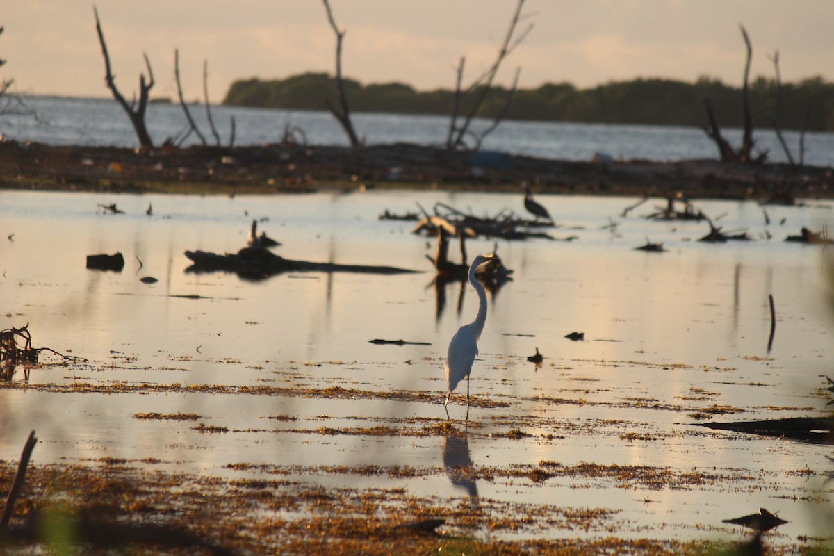 Garceta Grande - ML645802318